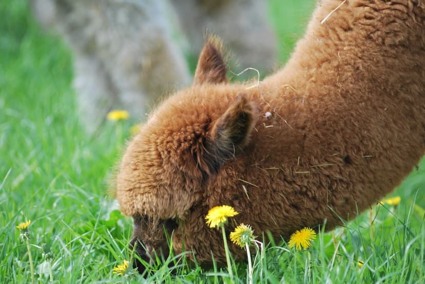 Apsilankymas „Nemuno alpakos“ ūkyje