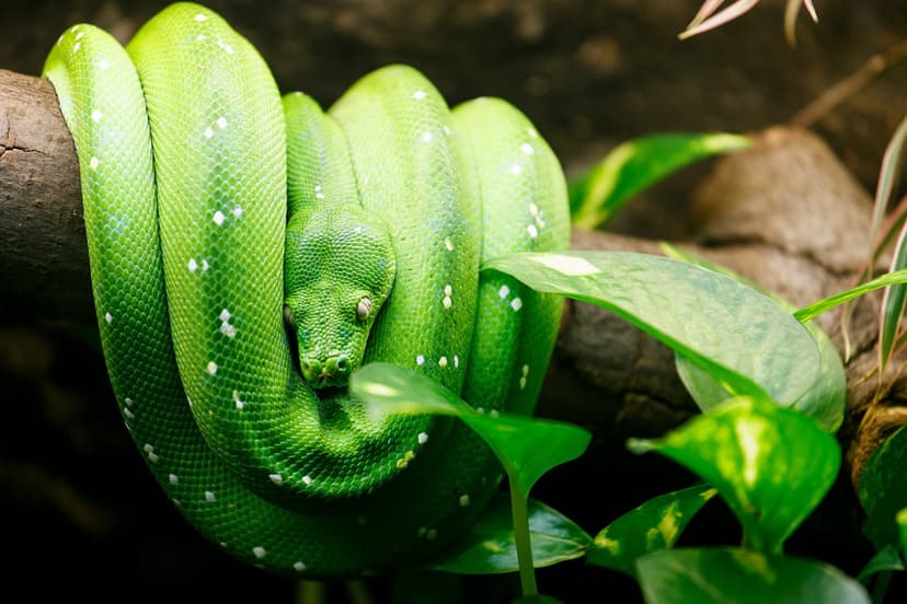 Apsilankymas zoologijos sode „Zoopark“ Vilniuje 3 asm.